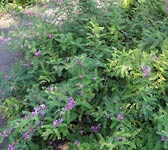 Indigofera tinctoria