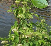 Cornus sanguinea