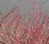 Cornus sanguinea