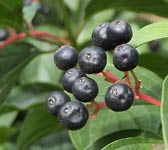 Cornus sanguinea