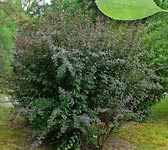 Berberis vulgaris