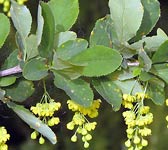 Berberis vulgaris