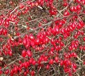 Berberis vulgaris