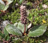 Salix reticulata