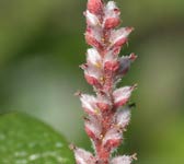 Salix reticulata