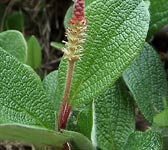 Salix reticulata