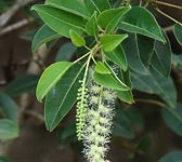 Phytolacca dioica