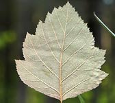 Sorbus latifolia