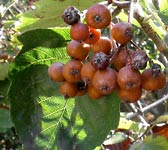 Sorbus latifolia