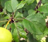 Malus sylvestris