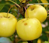 Malus sylvestris