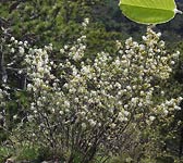 Amelanchier ovalis