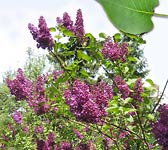 Syringa vulgaris