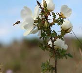 Rosa pimpinellifolia