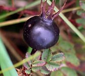 Rosa pimpinellifolia