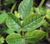 Rosa arvensis