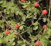 Rosa arvensis