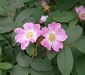 Rosa villosa