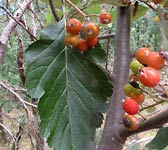 Sorbus mougeotii