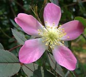 Rosa ferruginea