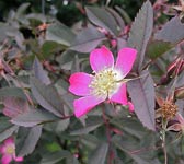 Rosa ferruginea