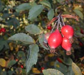 Rosa ferruginea