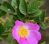 Rosa tomentosa