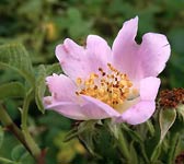 Rosa tomentosa