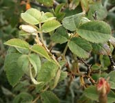 Rosa tomentosa