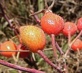 Rosa tomentosa