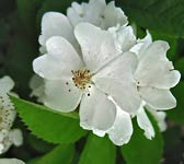 Rosa multiflora