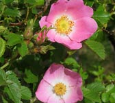 Rosa rubiginosa