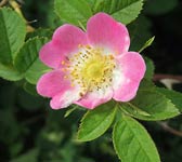 Rosa rubiginosa