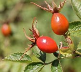 Rosa rubiginosa