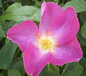 Rosa gallica