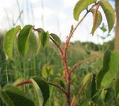 Rosa gallica