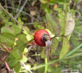 Rosa gallica