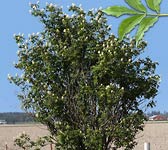 Sambucus racemosa