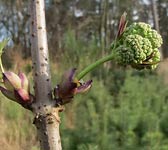 Sambucus racemosa