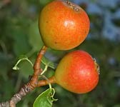 Pyrus pyraster