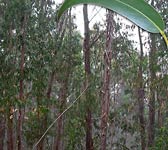 Eucalyptus globulus