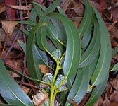 Eucalyptus globulus