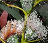 Eucalyptus globulus