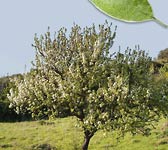 Pyrus spinosa