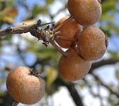 Pyrus spinosa