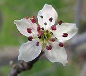 Pyrus nivalis