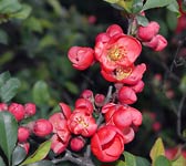 Chaenomeles japonica