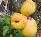 Chaenomeles japonica