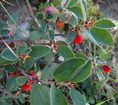 Cotoneaster integerrimus