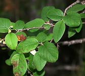 Cotoneaster integerrimus